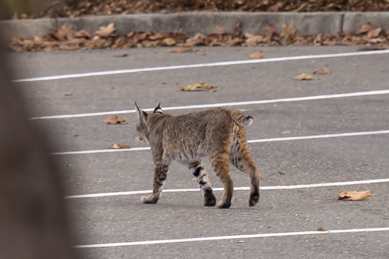 12/8/2017  Bobcat (Lynx rufus)