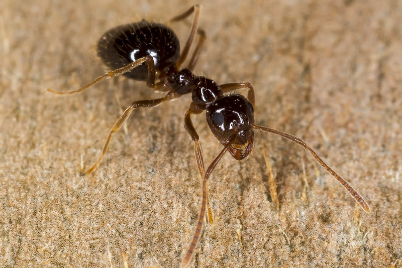 12/30/2017  False Honey Ant (Prenolepis imparis)