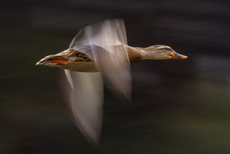 1/5/2018  Duck in flight