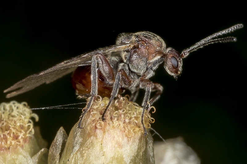 2/1/2018  Gall Wasp (Cynipidae)