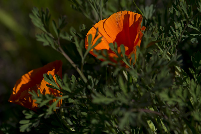 2/2/2018  Eschscholzia californica  (California poppy)