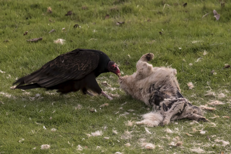 2/4/2018  Turkey Vulture eating a Coyote