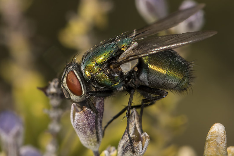 3/4/2018  Green bottle fly (Lucilia sericata)