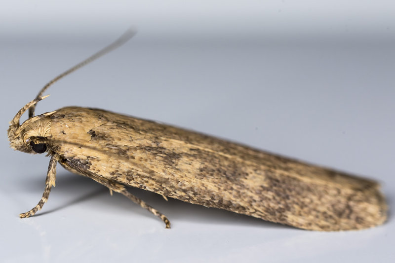 3/18/2018  Twirler Moth (Gelechiidae)