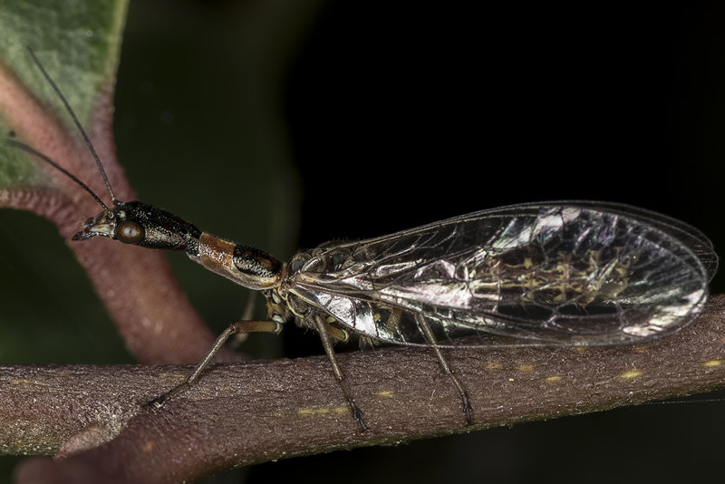 4/13/2018  Snakefly (Agulla) (Raphidioptera)