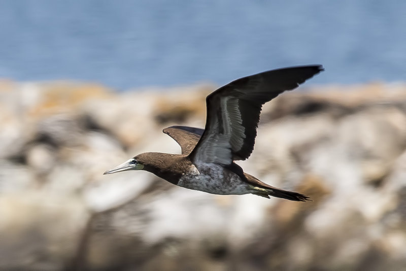 5/10/2018  Brown Booby
