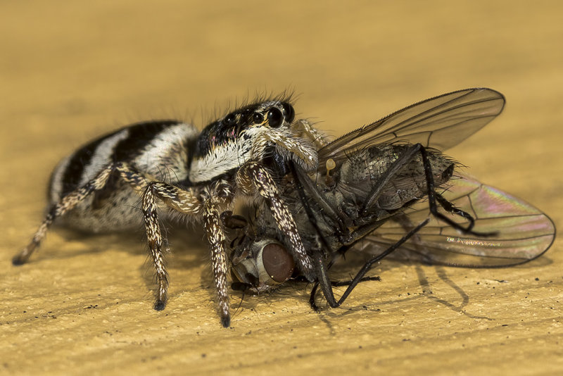 5/11/2018  Jumping spider with a fly