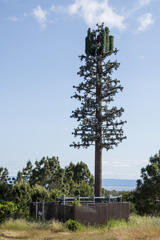 5/15/2018  Cell tower Tree