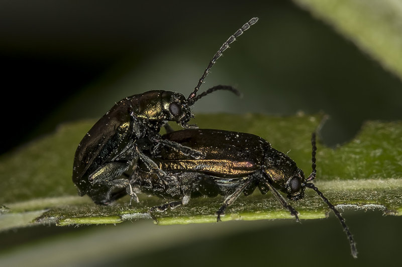 5/16/2018  Mating beetles