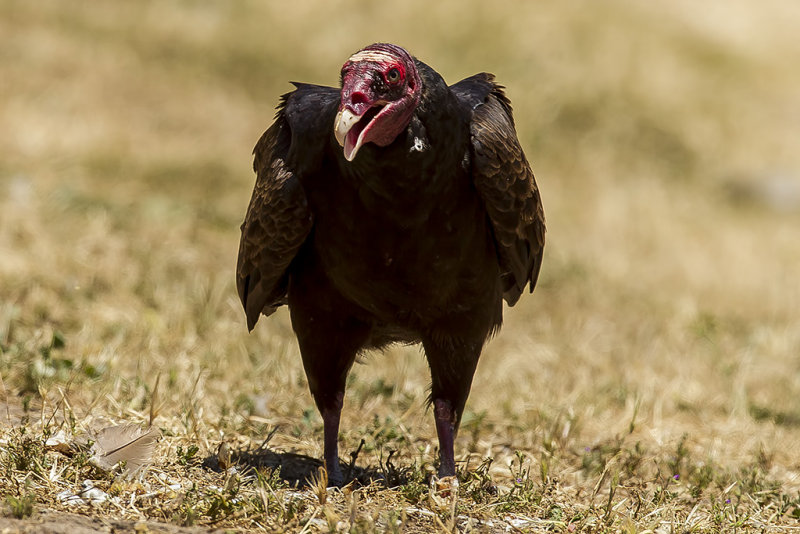 6/4/2018  Turkey Vulture