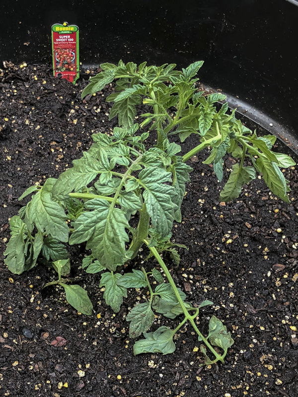 6/15/2018  Super Sweet 100 hybrid tomato