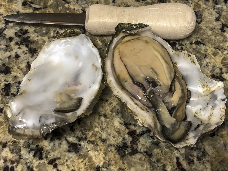 8/23/2018  Oyster snack