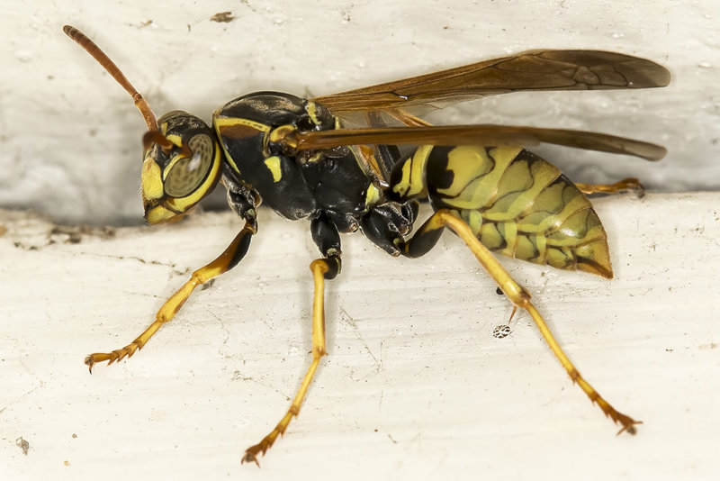 10/12/2018  Paper Wasp in the outdoor toilet