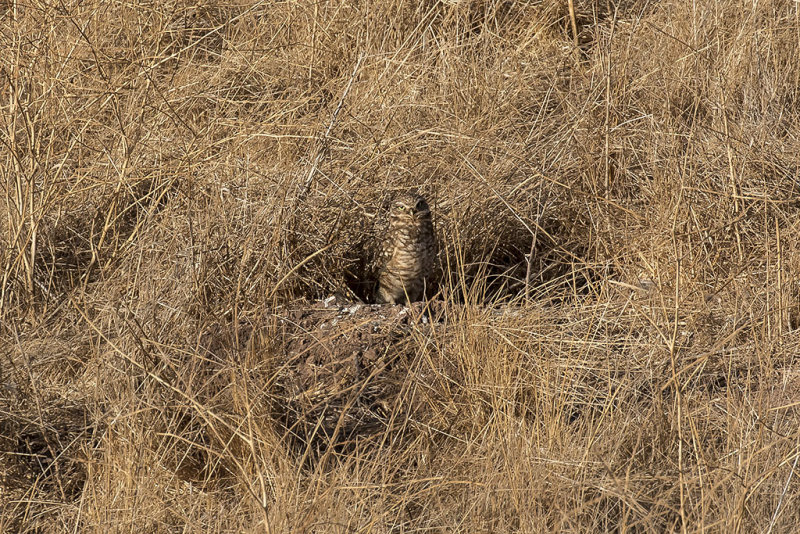 10/28/2018  Burrowing Owl