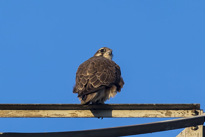 12/12/2018  Prairie Falcon