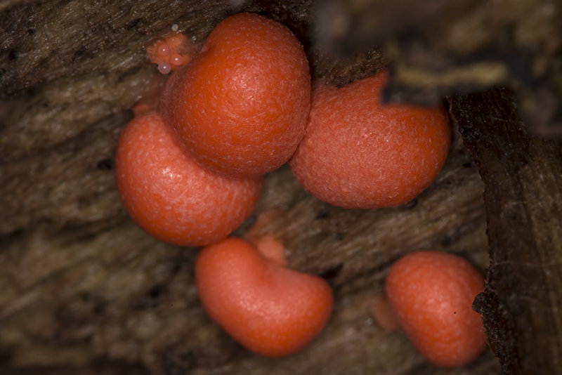 12/18/2018  Slime Mold - Wolfs Milk, Groening's slime (Lycogala epidendrum)