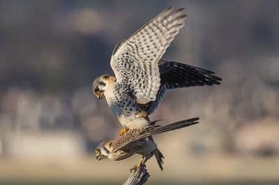 3/13/2017  American Kestrels mating