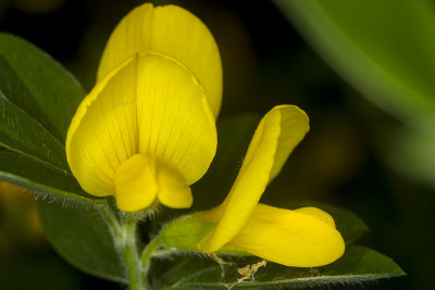 4/7/2017  Genista monspessulana (French broom, Montpellier broom, Cape broom)