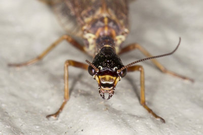 5/17/2017  Snakefly (Agulla adnixa)