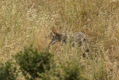 5/30/2017  Coyote