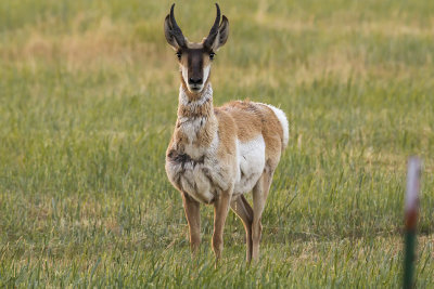 6/12/2017  Pronghorn