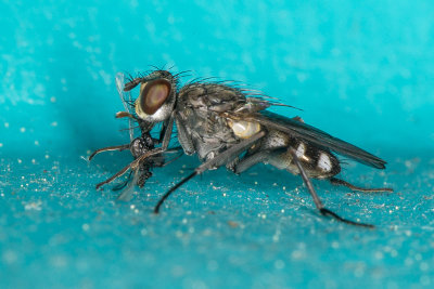 6/13/2017  Fly eating a smaller fly