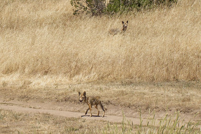 6/26/2017  Two Coyotes on the Ridge Trail