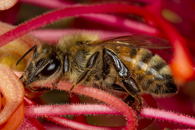 7/13/2017  Bee on Grevillea