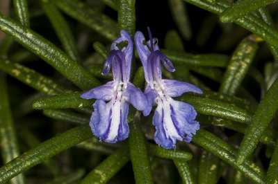 9/29/2017  Rosemary (Rosmarinus officinalis)