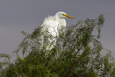 11/2/2017  Great Egret