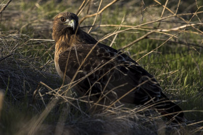 12/1/2017  Red-tailed hawk