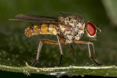 12/7/2017  Hylemya alcathoe (Anthomyiidae) (Diptera) Male Root-Maggot Fly