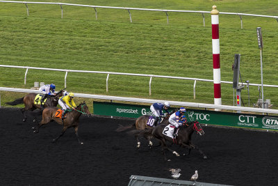 Day at the Races 2018