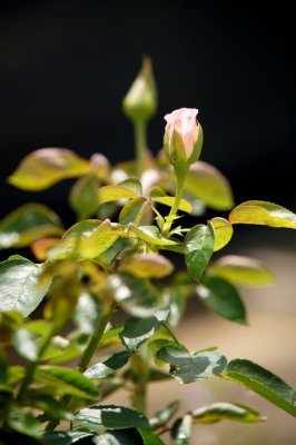 FL55.jpg