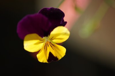 FL59.jpg