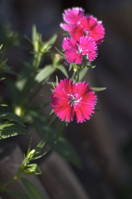 FBWF_17