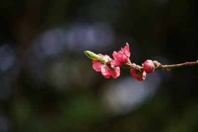 Peach Blossom