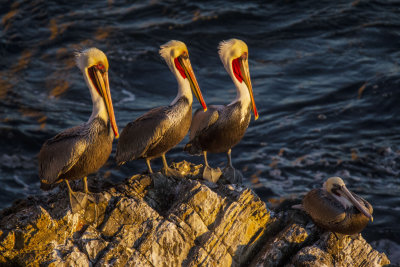 ex 3 sunset pelicans_MG_3243.jpg
