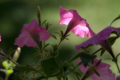 In the Petunia  Patch