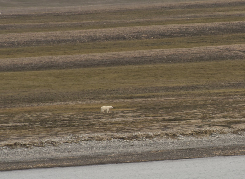 Polar bear sited from ship