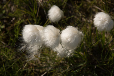 Arctic cottongrass 