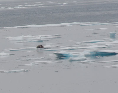 Croker Bay - walrus