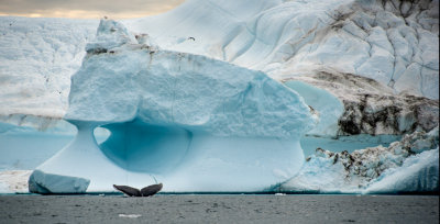 Humpback and iceberg