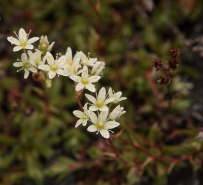 Uummannaq Fiord -  Prickly saxifrage 