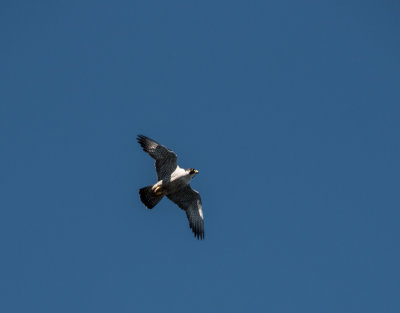 Savit -pereigrine falcon