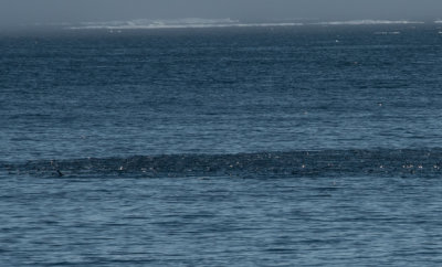 Thousands of harp seals
