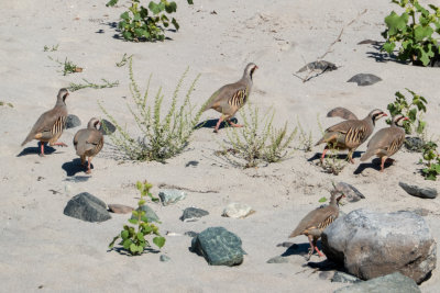 A Flock of Chukar