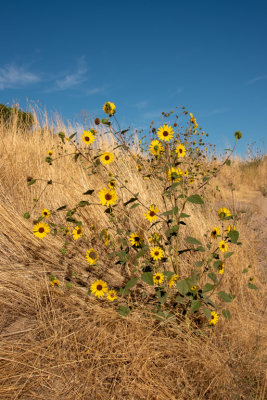 Palouse River -  Sunflowers