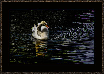 303 = Swan = 529A2580.jpg