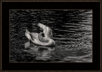 305 = Swan = 529A2585 V1.jpg